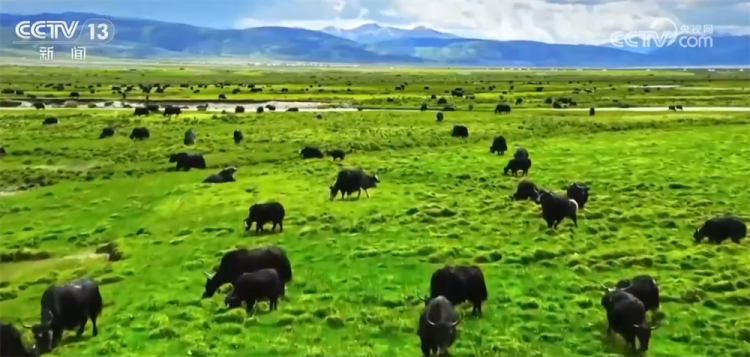 数说绿色发展成绩单 “十四五”时期我国草原生态得到整体改善