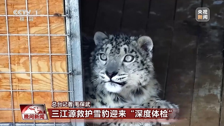美丽中国行丨青海三只被救护雪豹迎“深度体检”