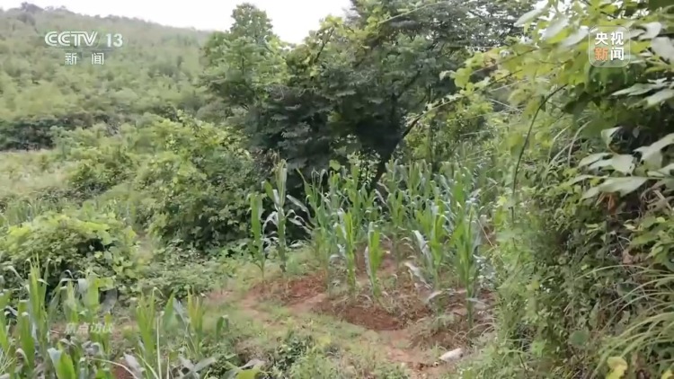 焦点访谈丨如何端稳中国饭碗 构建田美、粮安、村兴的和美景象?