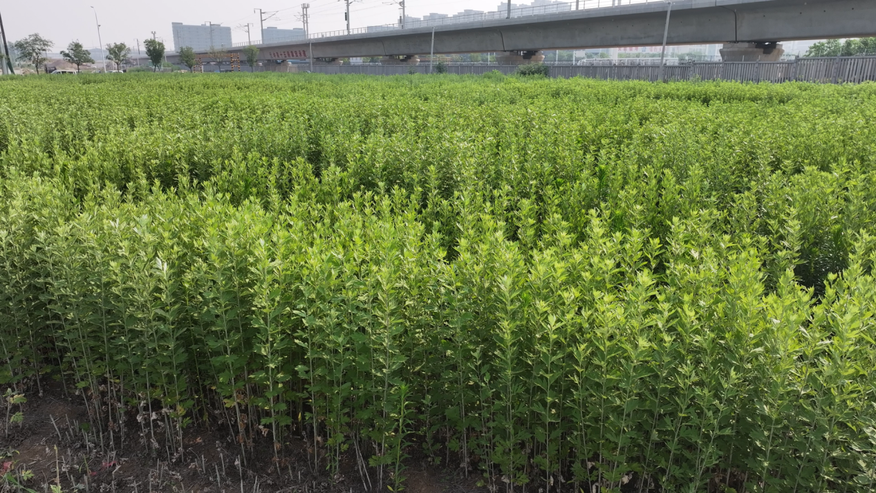蚌埠市五河县头铺镇:艾草飘香绘就乡村振兴新图景_fororder_艾草飘香绘就2