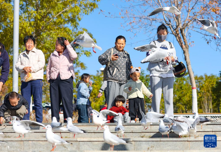 秋日乌海 人鸥同乐_fororder_20251101795fe1fe5c27464893f63c839e055b43_2025110144b9959dd611412a94b26aafeb90a4e3