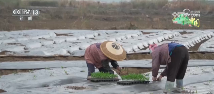 智慧农业让春耕春管“底气”足 “产业旺”推进“乡村兴”