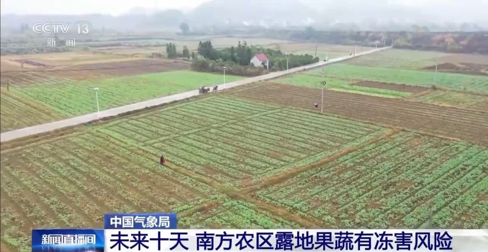 视频丨寒潮“拍了拍”南方:露地果蔬需防冻