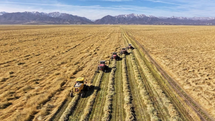 山丹草原畜牧业转型升级绘出乡村振兴新画卷_fororder_山丹牧草迎来丰收季