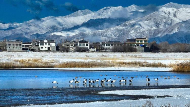 “地球第三极”之上,守护雪域高原青绿