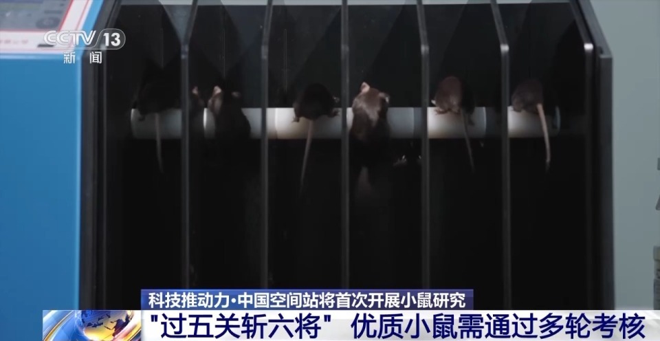 视频丨300只中选拔4只 想当“太空小鼠”也要“过五关斩六将”