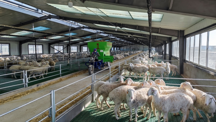 山丹草原畜牧业转型升级绘出乡村振兴新画卷_fororder_山丹县标准化羊场育肥舍工作人员正在给育肥羊添加饲料