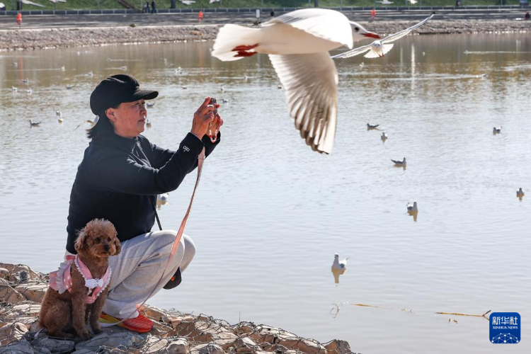秋日乌海 人鸥同乐_fororder_20251101795fe1fe5c27464893f63c839e055b43_20251101213f772dbfc64f0d995ced9d633bcb97