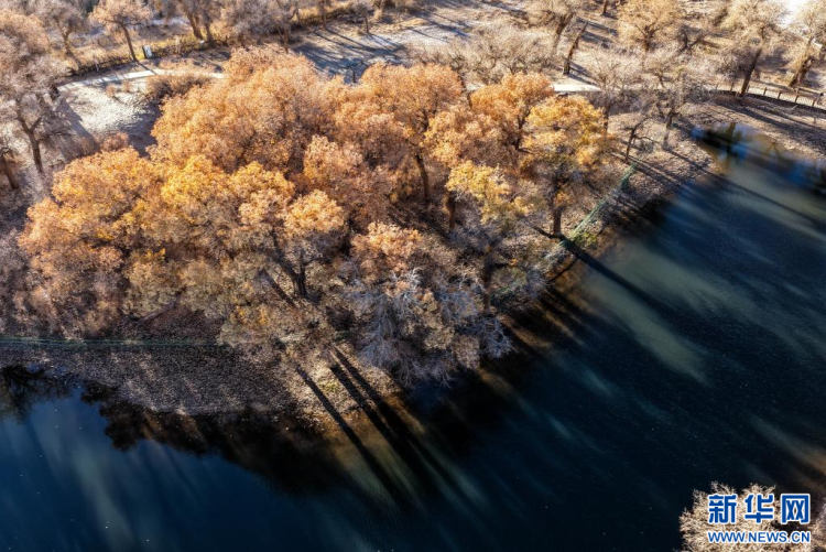 美丽中国丨额济纳:晚秋胡杨美_fororder_新华9