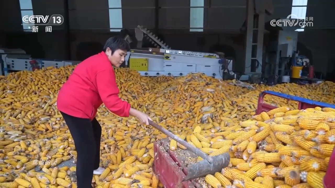 焦点访谈|秋粮抢收抢烘 这场“保卫战”如何打好?