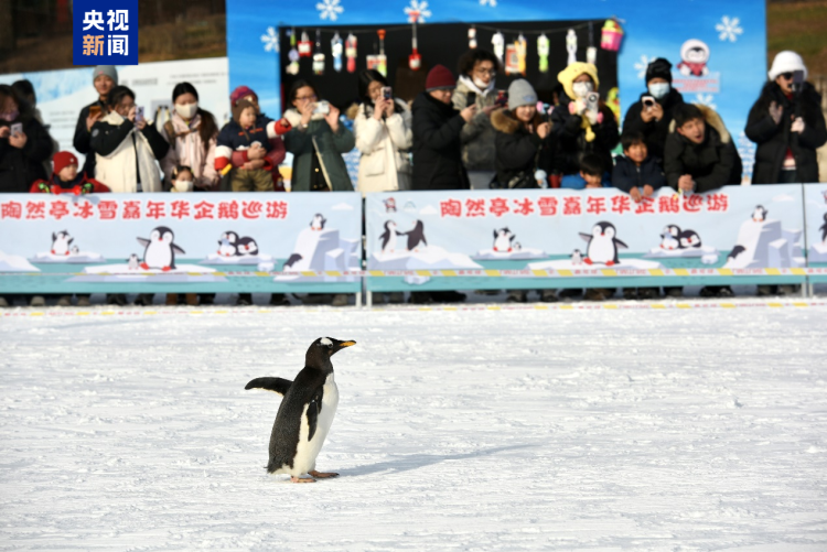 迎曙光、戏冰雪共启新年 北京市属公园元旦迎客近30万人次
