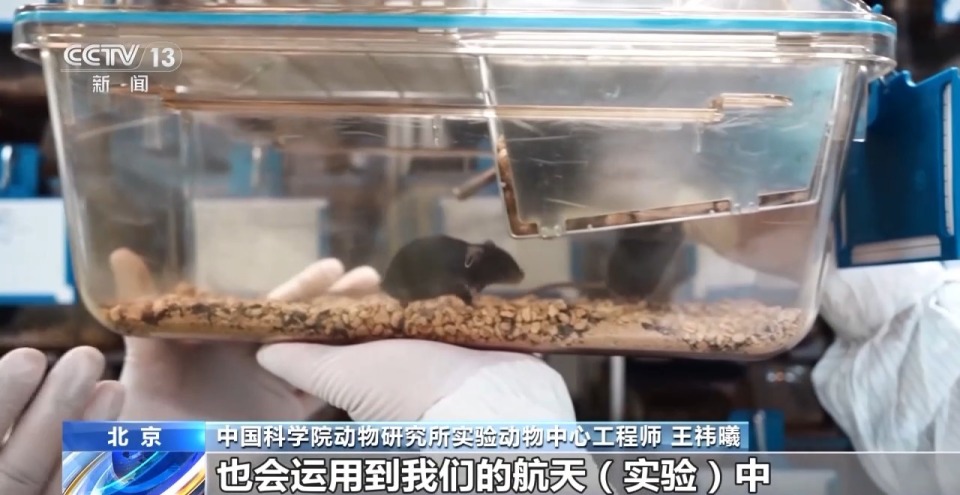 视频丨300只中选拔4只 想当“太空小鼠”也要“过五关斩六将”