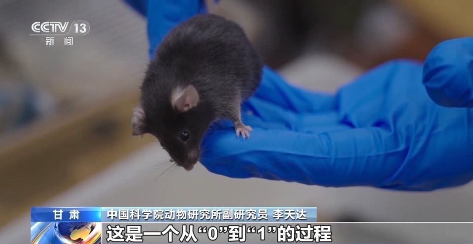 视频丨300只中选拔4只 想当“太空小鼠”也要“过五关斩六将”