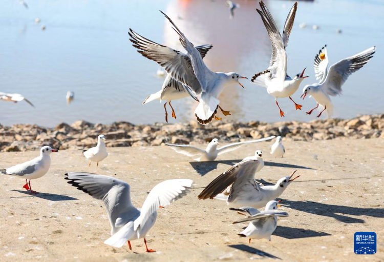 秋日乌海 人鸥同乐_fororder_20251101795fe1fe5c27464893f63c839e055b43_2025110179c1a2d03f784ea9aeef111f3e09f52e