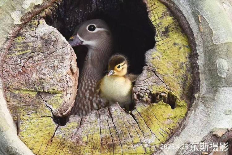 20窝172只鸳鸯在西湖出生