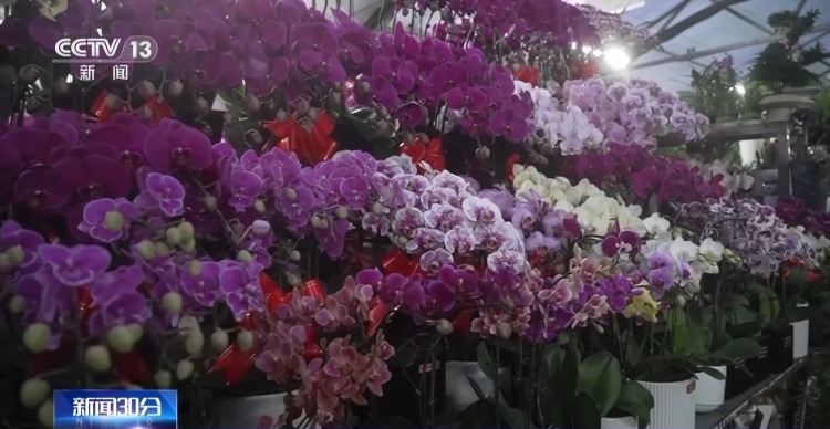 特色年宵花上新 各地畅销品种不同 你选哪一种?