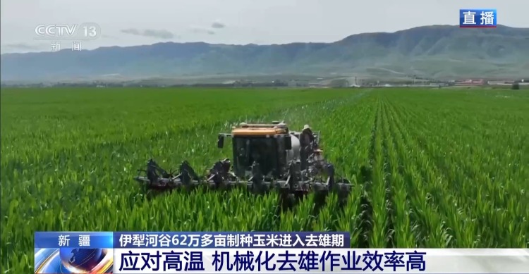 视频丨田间地头显身手 看机器人如何高效作业