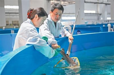 从不足1%到12.2%!中华鲟入海率背后的守护接力