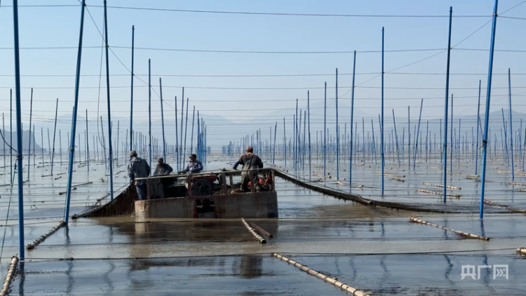 行进的海岸线|从“毛竹海”到“玻璃杆” “中国紫菜之乡”撬动十亿元产业