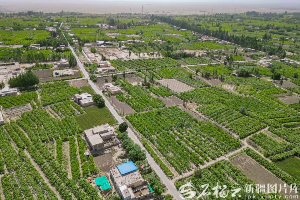 航拍新疆·新发现丨葡萄叶变身“致富叶”