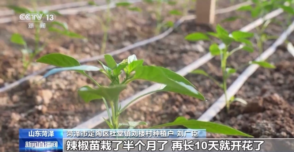 视频丨应对强降温 农技专家深入田间守护蔬菜过寒冬