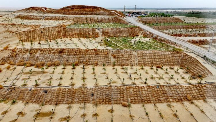 沙漠南缘,他们种出“绿色梯田”