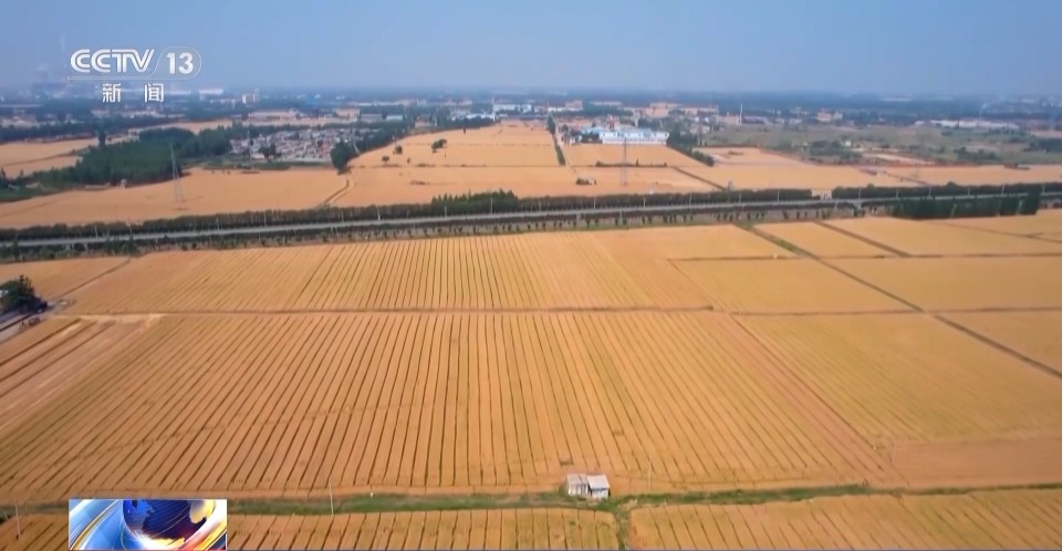视频丨1.43万亿斤!为何今年全国粮食产量再创新高?