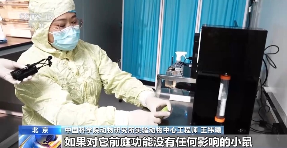 视频丨300只中选拔4只 想当“太空小鼠”也要“过五关斩六将”