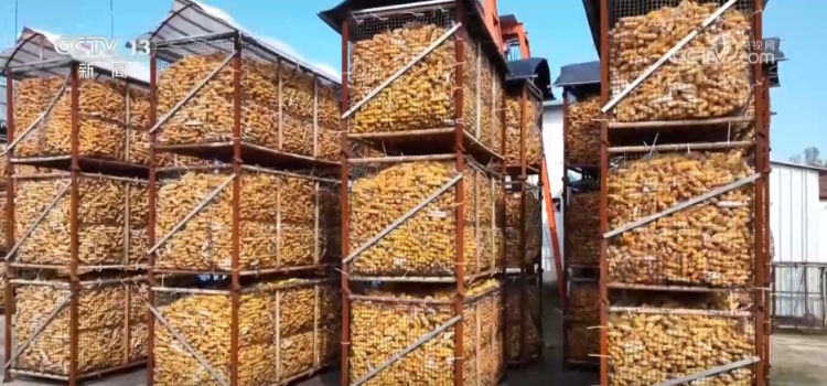 秋收一线观察 | 告别“地趴粮” 住进“好房子” 各地秋粮收储有“粮”方