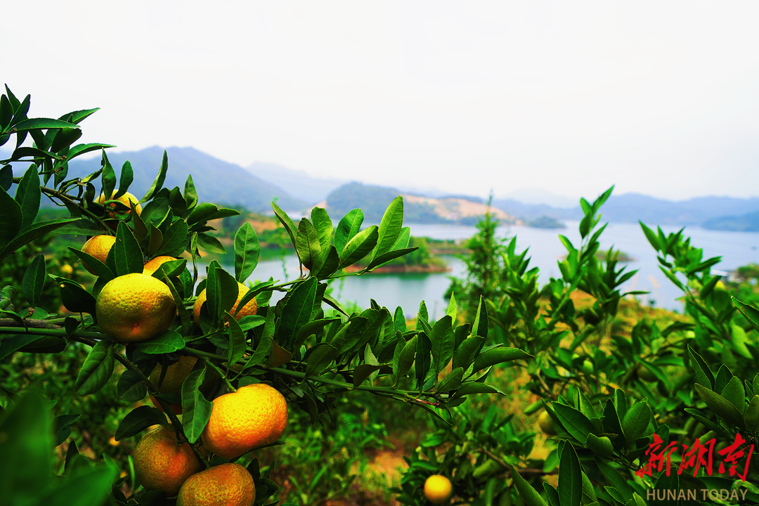品亚运柑橘,赏千岛湖景!10月26日一起到安化宝塔山组个“橘”_fororder_6