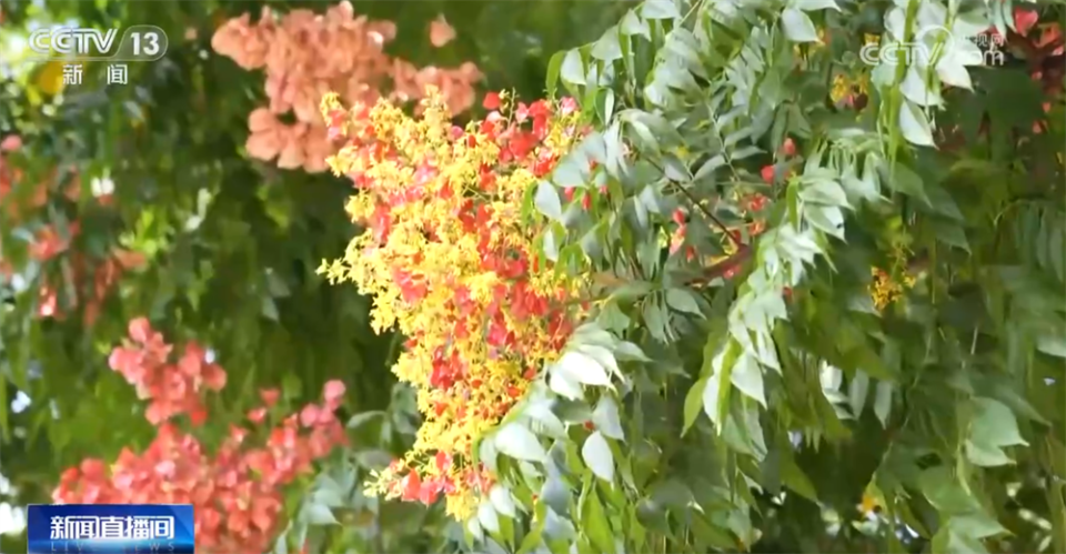 多场景联动打造“赏秋游”沉浸式新体验 “秋日经济”带火文旅消费新实践