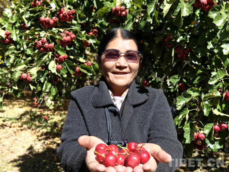 西藏山南:乡村美 生活暖_fororder_9