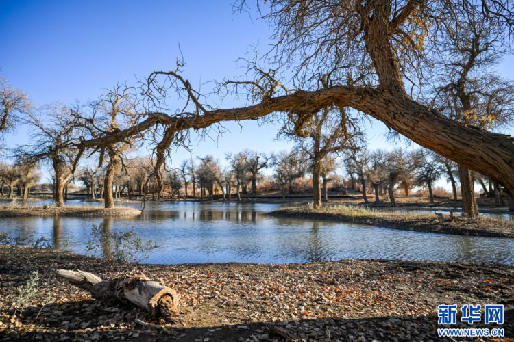 美丽中国丨额济纳:晚秋胡杨美_fororder_新华8