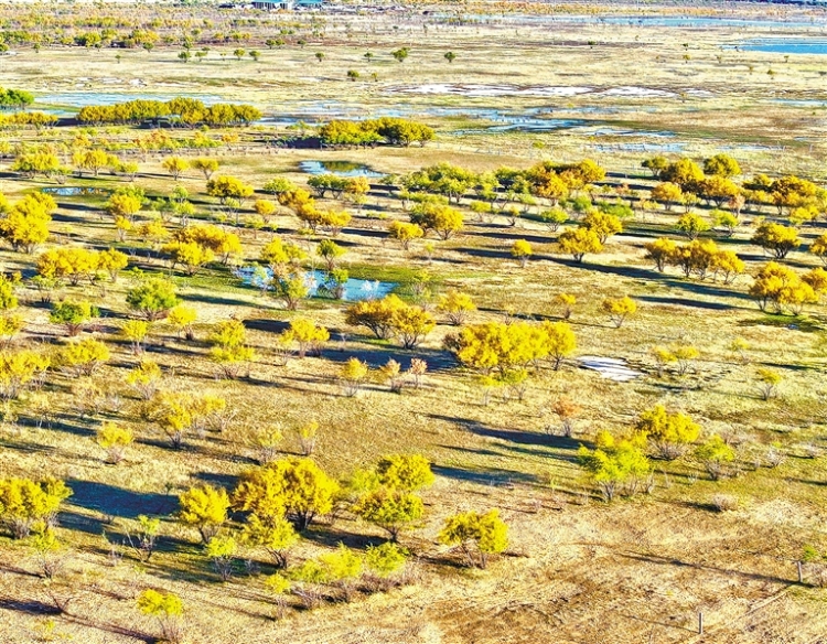 鄂尔多斯:大沟湾披上金色盛装_fororder_4291561_an_1761630093673_s