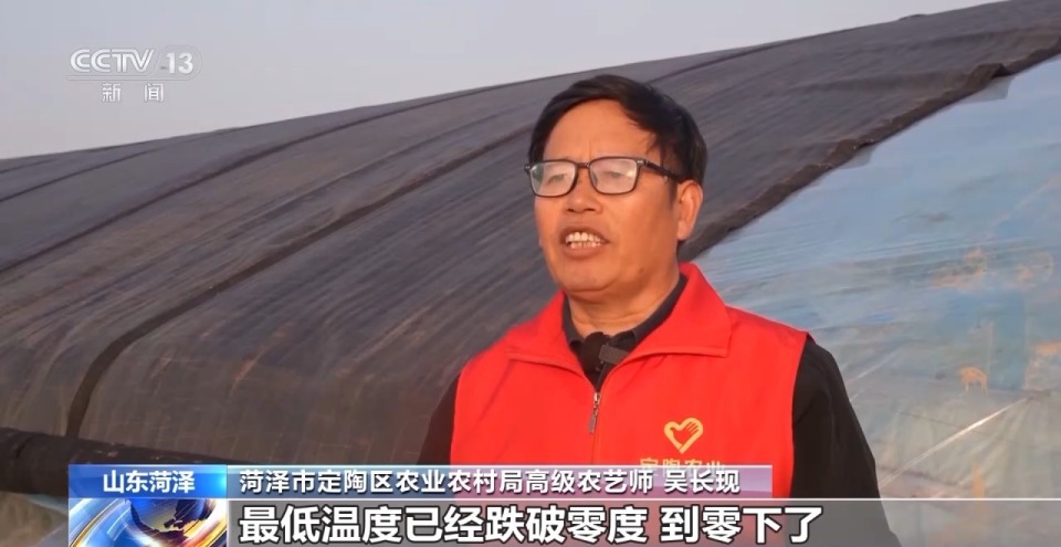视频丨应对强降温 农技专家深入田间守护蔬菜过寒冬