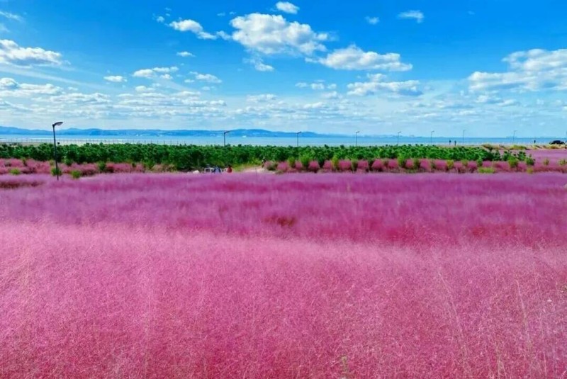 황금빛 가을...낭만적인 핑크빛으로 물든 옌타이 창다오_fororder_图片 1
