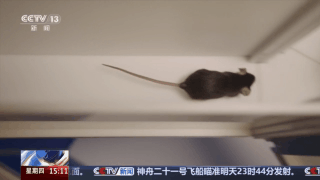 视频丨300只中选拔4只 想当“太空小鼠”也要“过五关斩六将”