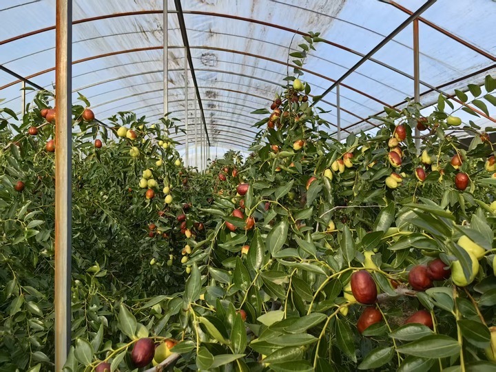 黄河古渡“新事”|新春走基层