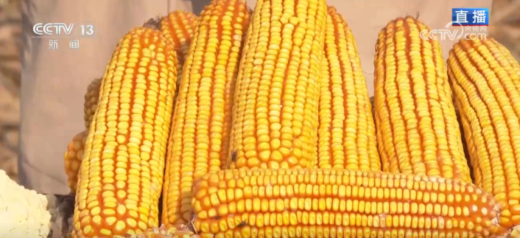 丰收背后尽显“科技范儿” 希望的田野绘就产业兴旺“振兴图”