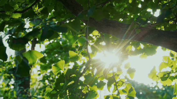 微视频|开放惠全球