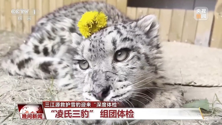 美丽中国行丨青海三只被救护雪豹迎“深度体检”