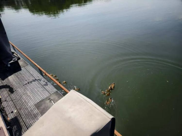 20窝172只鸳鸯在西湖出生