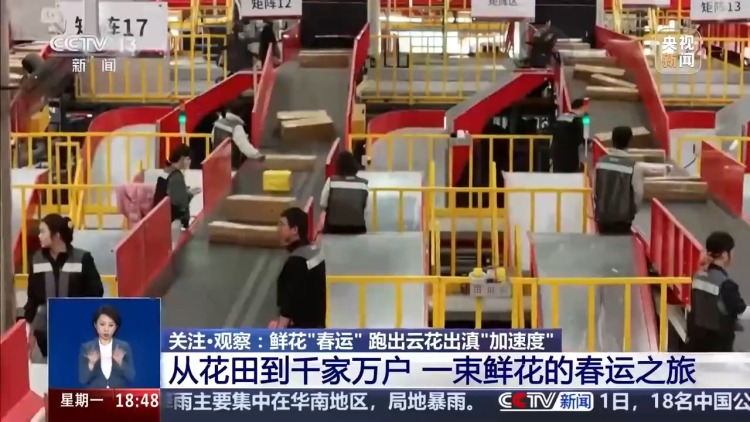 从花田到千家万户 这是一束云南鲜花的“春运之旅”