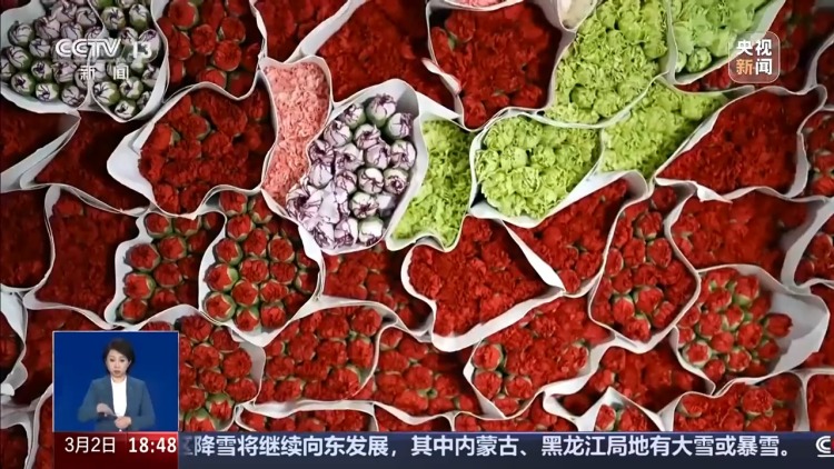 从花田到千家万户 这是一束云南鲜花的“春运之旅”