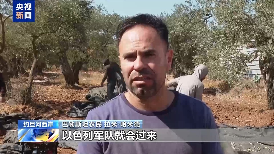 视频丨频遭侵扰 约旦河西岸巴勒斯坦农民橄榄采收遇阻