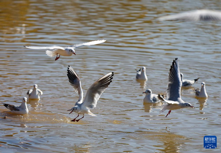 秋日乌海 人鸥同乐_fororder_20251101795fe1fe5c27464893f63c839e055b43_20251101a6b2391095e448d0a62d17fda064ac61