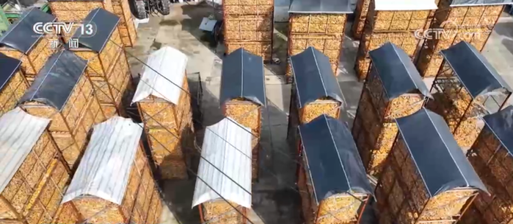 秋收一线观察 | 告别“地趴粮” 住进“好房子” 各地秋粮收储有“粮”方