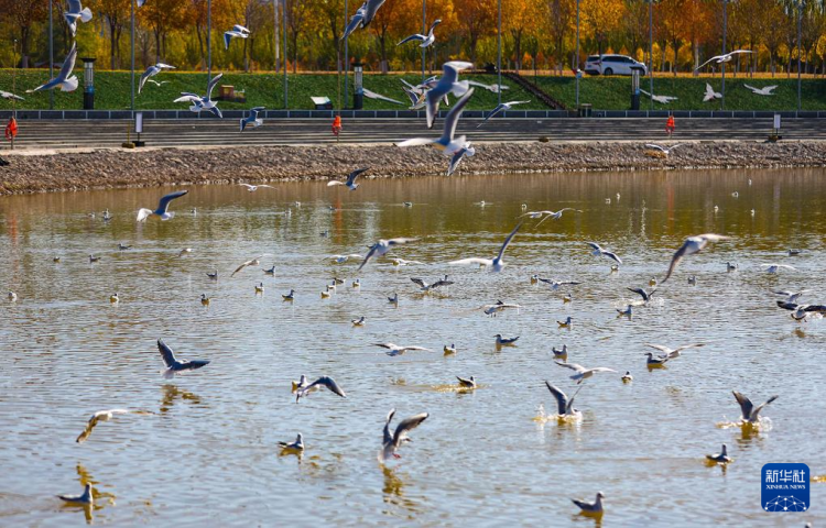 秋日乌海 人鸥同乐_fororder_20251101795fe1fe5c27464893f63c839e055b43_20251101f2a9d7d48751435d8f83ed14850112d7