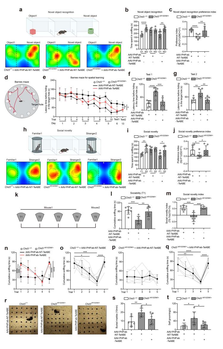 《自然》发表中国研究成果:修复大脑里一个“错字” 孤独症小鼠恢复了正常