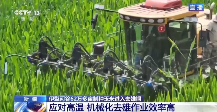 视频丨田间地头显身手 看机器人如何高效作业